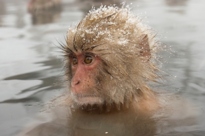 soku_09295.jpg :: 地獄谷野猿公苑 猿 サル スノーモンキー 温泉 