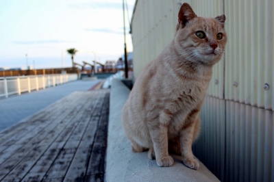 soku_09416.jpg :: 動物 哺乳類 猫 ネコ 