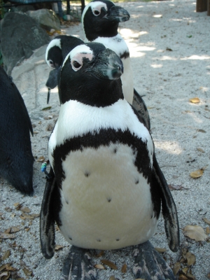 soku_09500.jpg :: 動物 鳥 ペンギン 