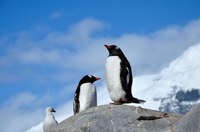 soku_09506.jpg :: ジェンツーペンギン 南極 