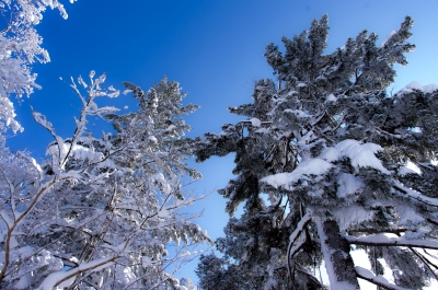 soku_09599.jpg :: 風景 自然 雪景色 樹木 着雪 
