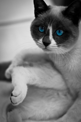 soku_09613.jpg :: 動物 哺乳類 猫 ネコ 目 青 ブルーアイズ 