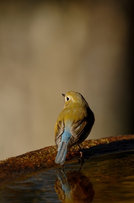 soku_09712.jpg :: 動物 鳥 野山の鳥 ルリビタキ 
