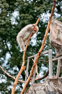 soku_09851.jpg :: 動物 哺乳類 猿 サル 子猿 