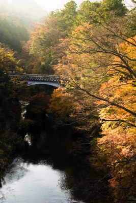 soku_09939.jpg :: 風景 自然 紅葉 黄色い紅葉 建築 建造物 橋 