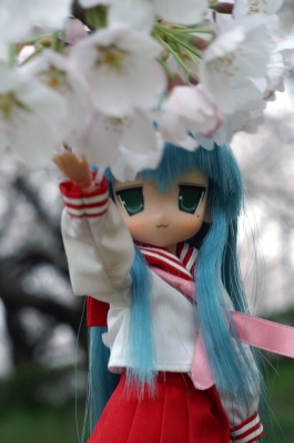 soku_10043.jpg :: ドール 泉こなた らき☆すた 桜 