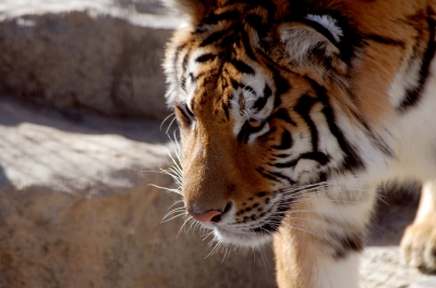 soku_10057.jpg :: 日本平動物園 動物 哺乳類 虎 トラ 