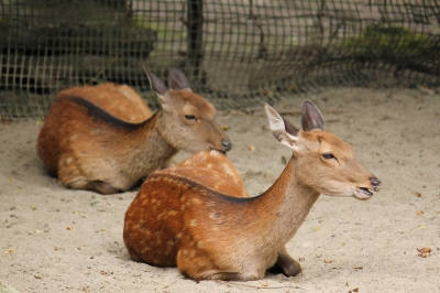 soku_10162.jpg :: 動物園 動物 哺乳類 鹿 