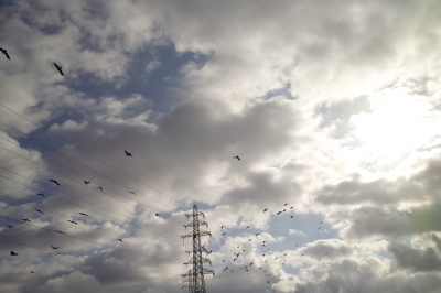 soku_10166.jpg :: 鳥 鉄塔 電線 雲 