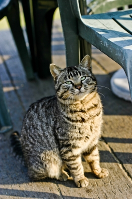 soku_10419.jpg :: 動物 哺乳類 猫 ネコ 