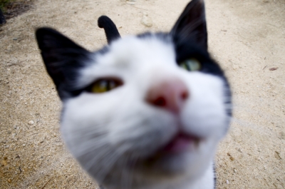 soku_10469.jpg :: 動物 哺乳類 猫 ネコ 