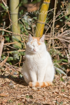 soku_10513.jpg :: 動物 哺乳類 猫 ネコ 