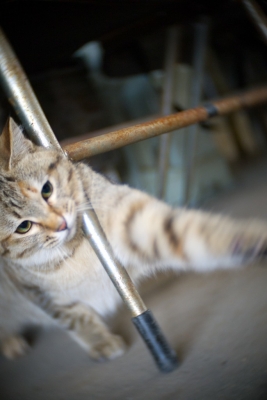 soku_10515.jpg :: 動物 哺乳類 猫 ネコ 