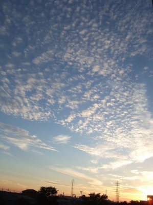 soku_10564.jpg :: 風景 自然 空 雲 いわし雲 
