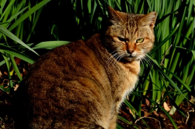 soku_10579.jpg :: 動物 哺乳類 猫 ネコ 野良猫 
