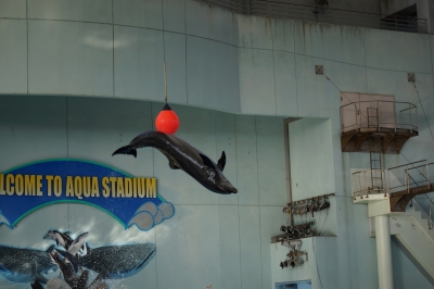soku_10584.jpg :: 水族館 動物 海の生物 イルカ イルカショー 