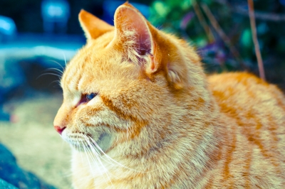 soku_10605.jpg :: 動物 哺乳類 猫 ネコ 