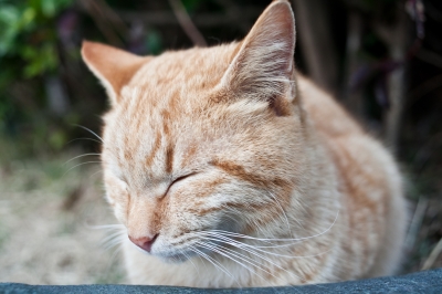 soku_10606.jpg :: 動物 哺乳類 猫 ネコ 