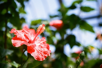 soku_10615.jpg :: 植物 花 フィルム 銀塩 