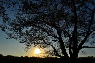 soku_10635.jpg :: 風景 自然 樹木 太陽 ローキー 