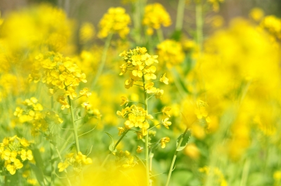 soku_10655.jpg :: 植物 花 菜の花 黄色 