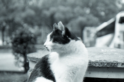 soku_10821.jpg :: 動物 哺乳類 猫 ネコ 