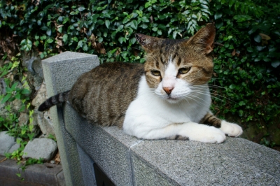 soku_10840.jpg :: 動物 哺乳類 猫 ネコ 