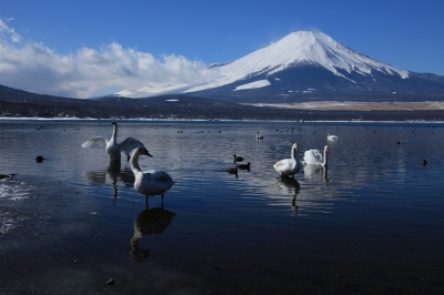 soku_10897.jpg :: 動物 鳥 白鳥 ハクチョウ 風景 自然 山 富士山 