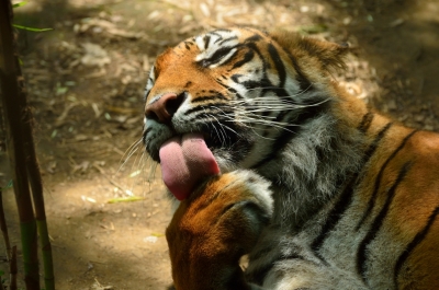 soku_10906.jpg :: 動物 哺乳類 虎 トラ 
