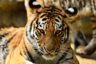 soku_10907.jpg :: 動物 哺乳類 虎 トラ 