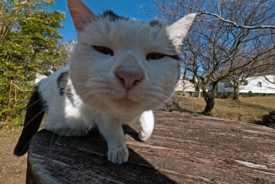soku_10910.jpg :: 動物 哺乳類 猫 ネコ 顔 