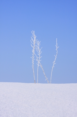soku_10925.jpg :: 風景 自然 雪 霧氷 by Niigata 