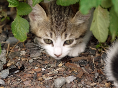 soku_10982.jpg :: 動物 哺乳類 猫 ネコ 子猫 