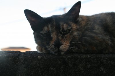soku_10986.jpg :: 動物 哺乳類 猫 ネコ 