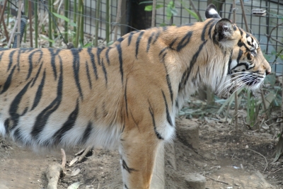soku_11000.jpg :: 動物 哺乳類 虎 トラ 