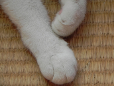 soku_11019.jpg :: 動物 哺乳類 猫 ネコ 足 猫足 