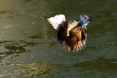soku_11021.jpg :: 動物 鳥 鴨 カモ 飛びます飛びます 