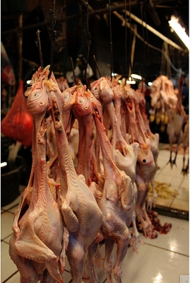 soku_11095.jpg :: 鳥 鶏 食べ物 食材 肉 インドネシア 