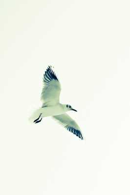 soku_11097.jpg :: 動物 鳥 鷗 カモメ ウミネコ 