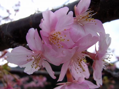 soku_11128.jpg :: 植物 花 桜 サクラ マクロ 