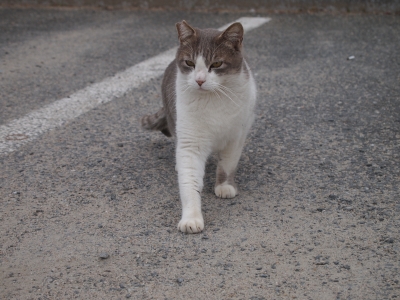 soku_11294.jpg :: 動物 哺乳類 猫 ネコ 睨み顔 こっち見るな 荒ぶる猫様の構え 