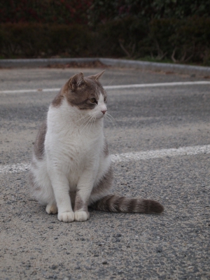 soku_11295.jpg :: 動物 哺乳類 猫 ネコ キメ顔 こっち見て 