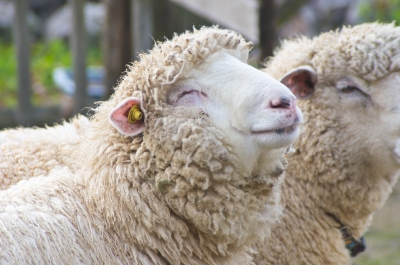 soku_11415.jpg :: 動物 家畜 羊 もこもこ 笑顔 
