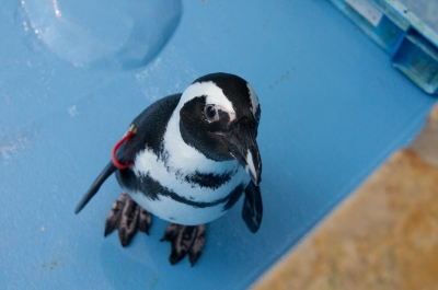 soku_11440.jpg :: 動物 鳥 ペンギン 