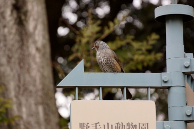 soku_11489.jpg :: 動物 鳥 ヒヨドリ 