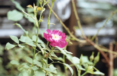 soku_11502.jpg :: 植物 花 秋桜 コスモス フィルム 銀塩 低彩度フィルム 