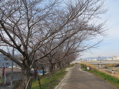 soku_11520.jpg :: 風景 自然 川 河川 一級河川 天野川 堤防 植物 花 桜 サクラ 