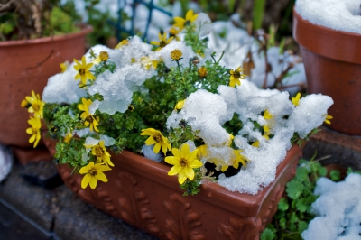 soku_11535.jpg :: 雪 花 雪と花 
