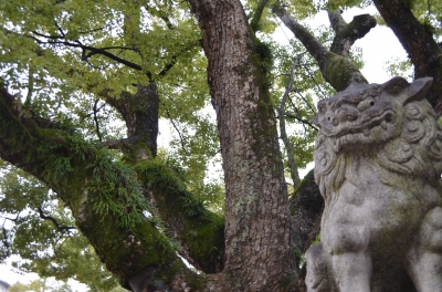 soku_11607.jpg :: 神社 狛犬 植物 樹木 