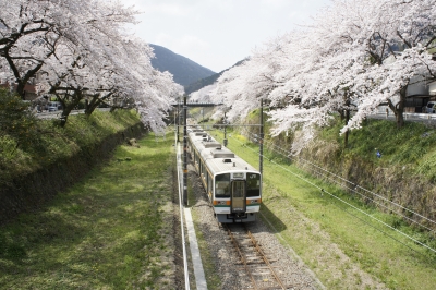 soku_11620.jpg :: 乗り物 交通 鉄道 電車 線路 植物 花 桜 サクラ 